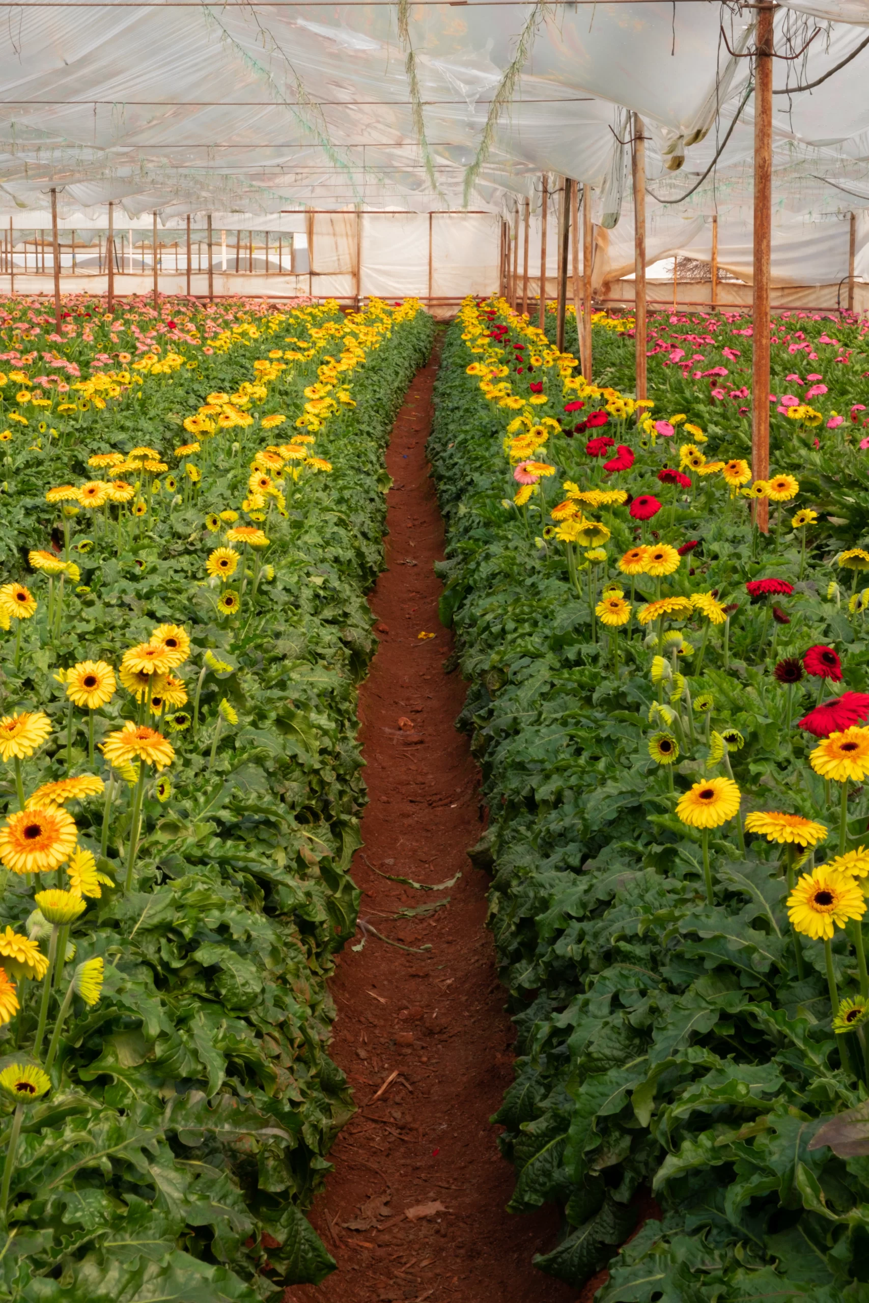 fresh yellow sunflowers helianthus wholesale from turkey