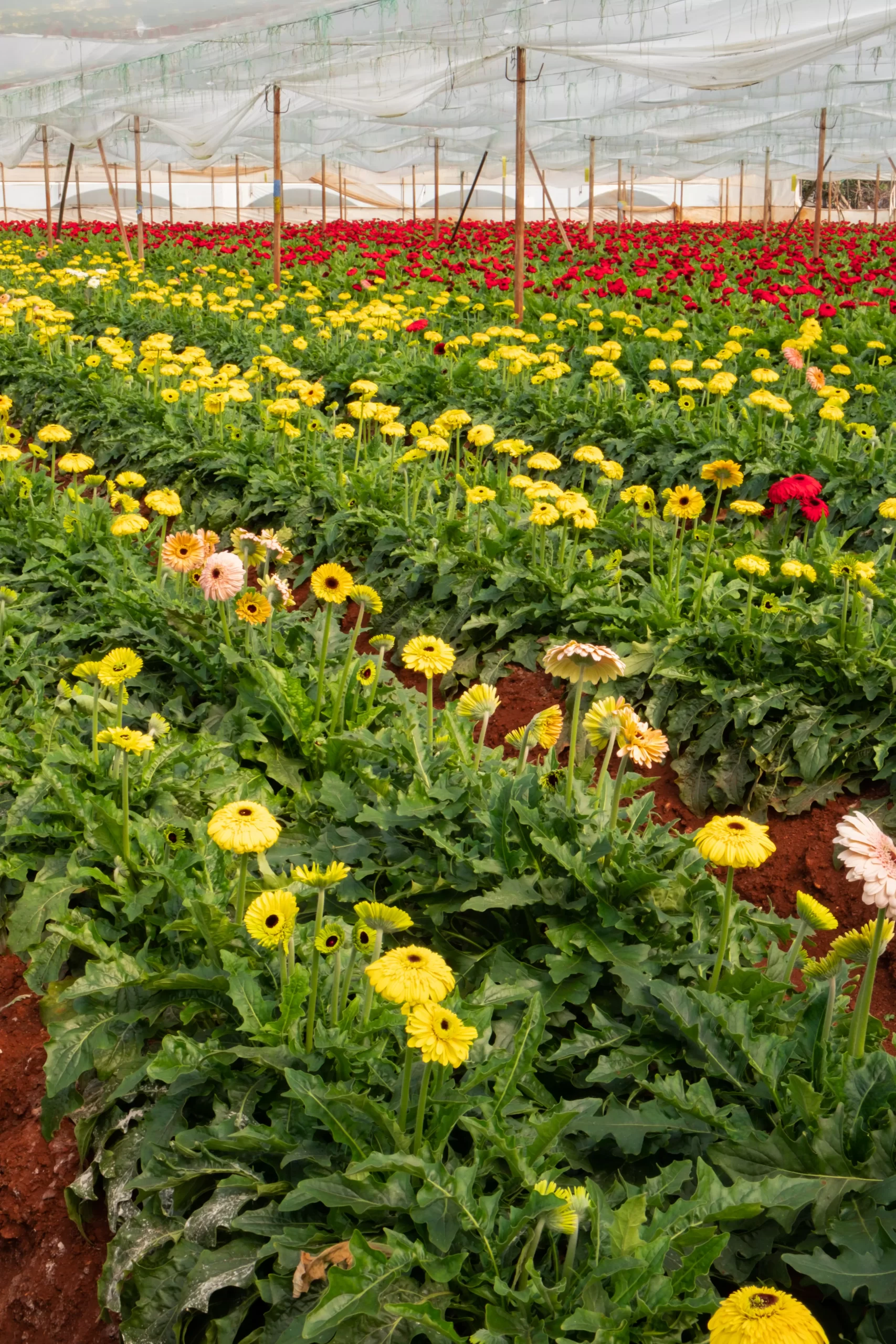 helianthus annuus yellow sunflowers wholesale