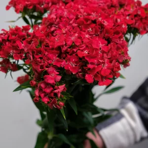 red sweet william wholesale flowers