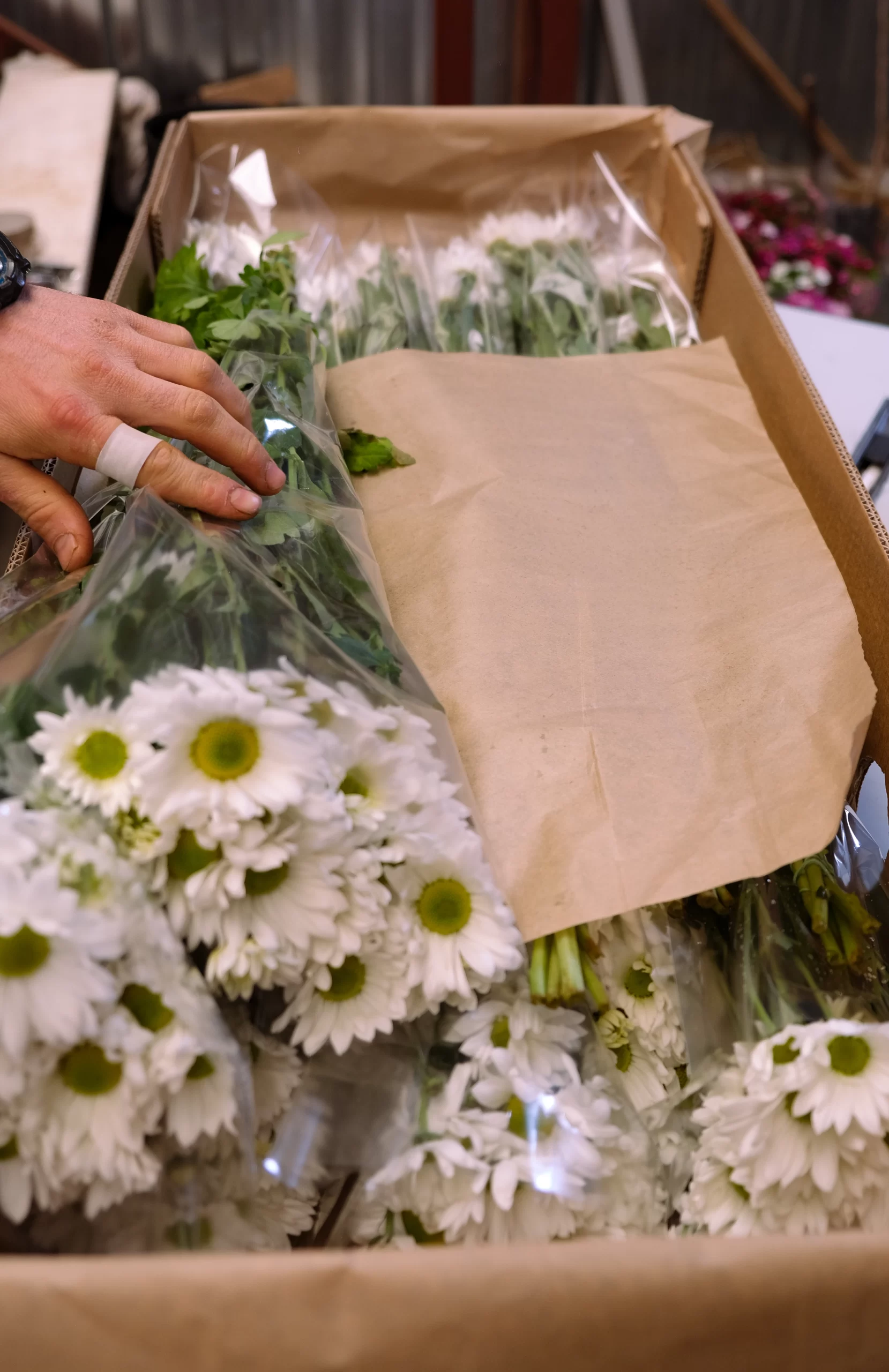 white fresh chrysanthemum flowers