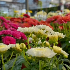 wholesale chrysanthemum flowers