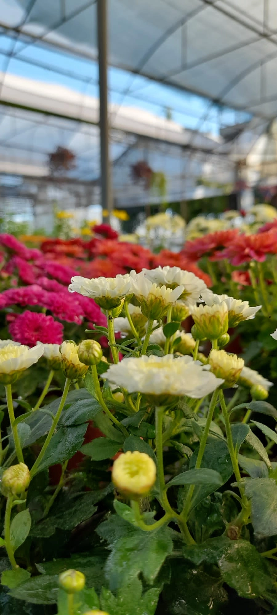 wholesale chrysanthemum flowers