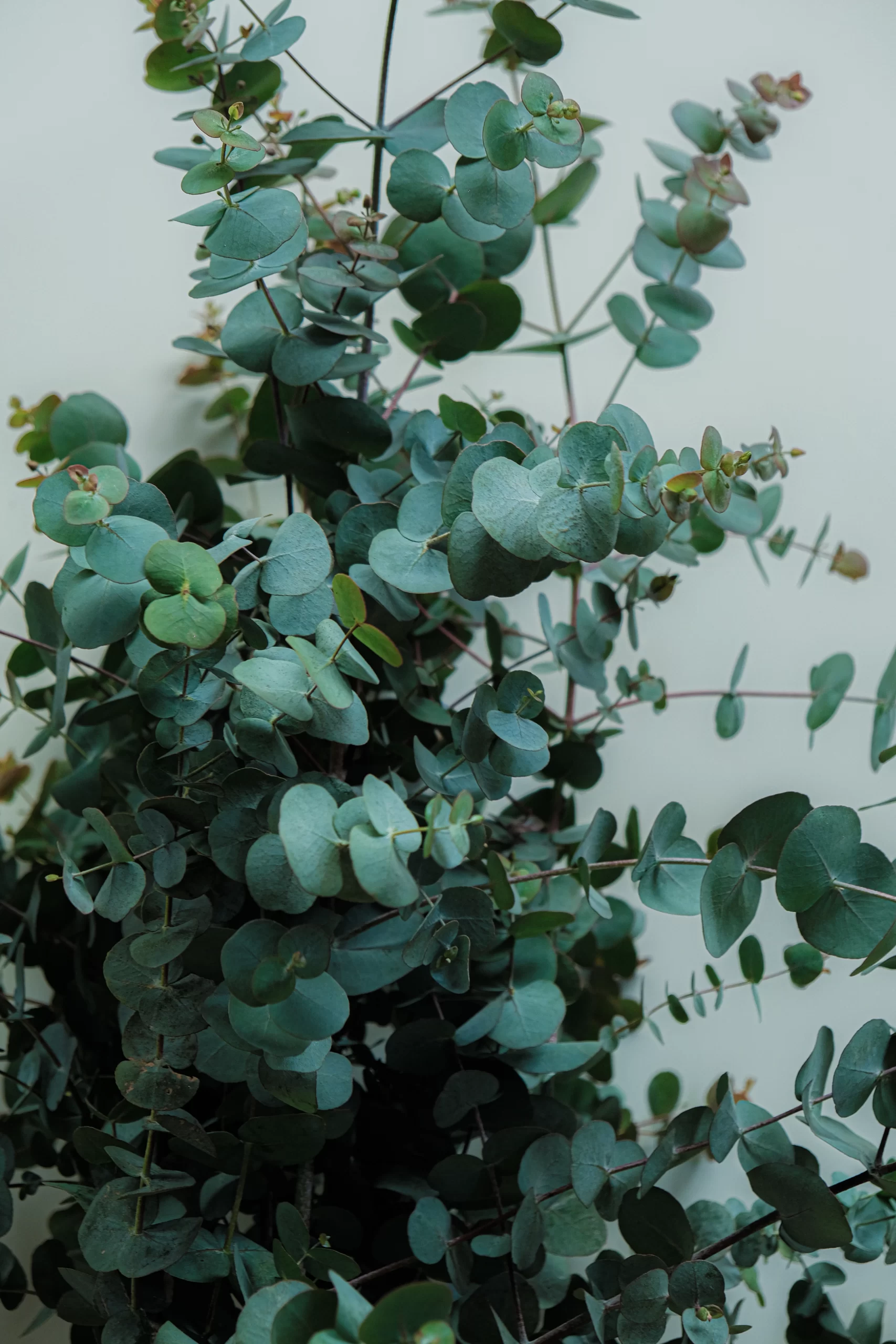 wholesale eucalyptus cut flower