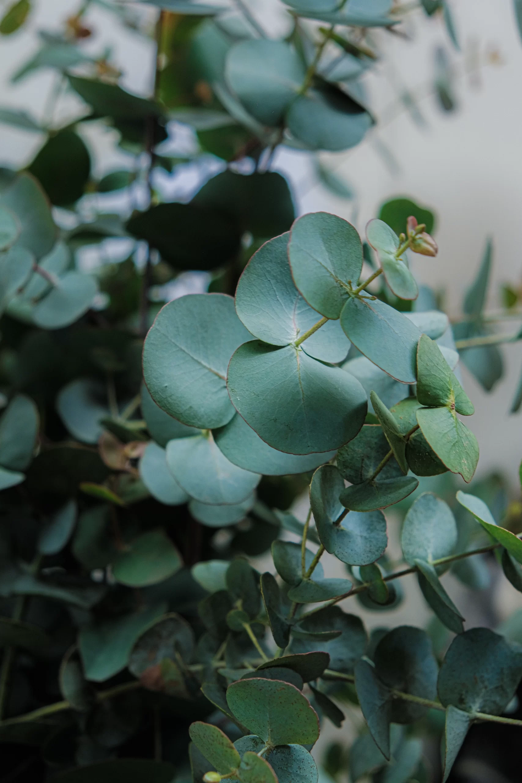 wholesale fresh flower eucalyptus