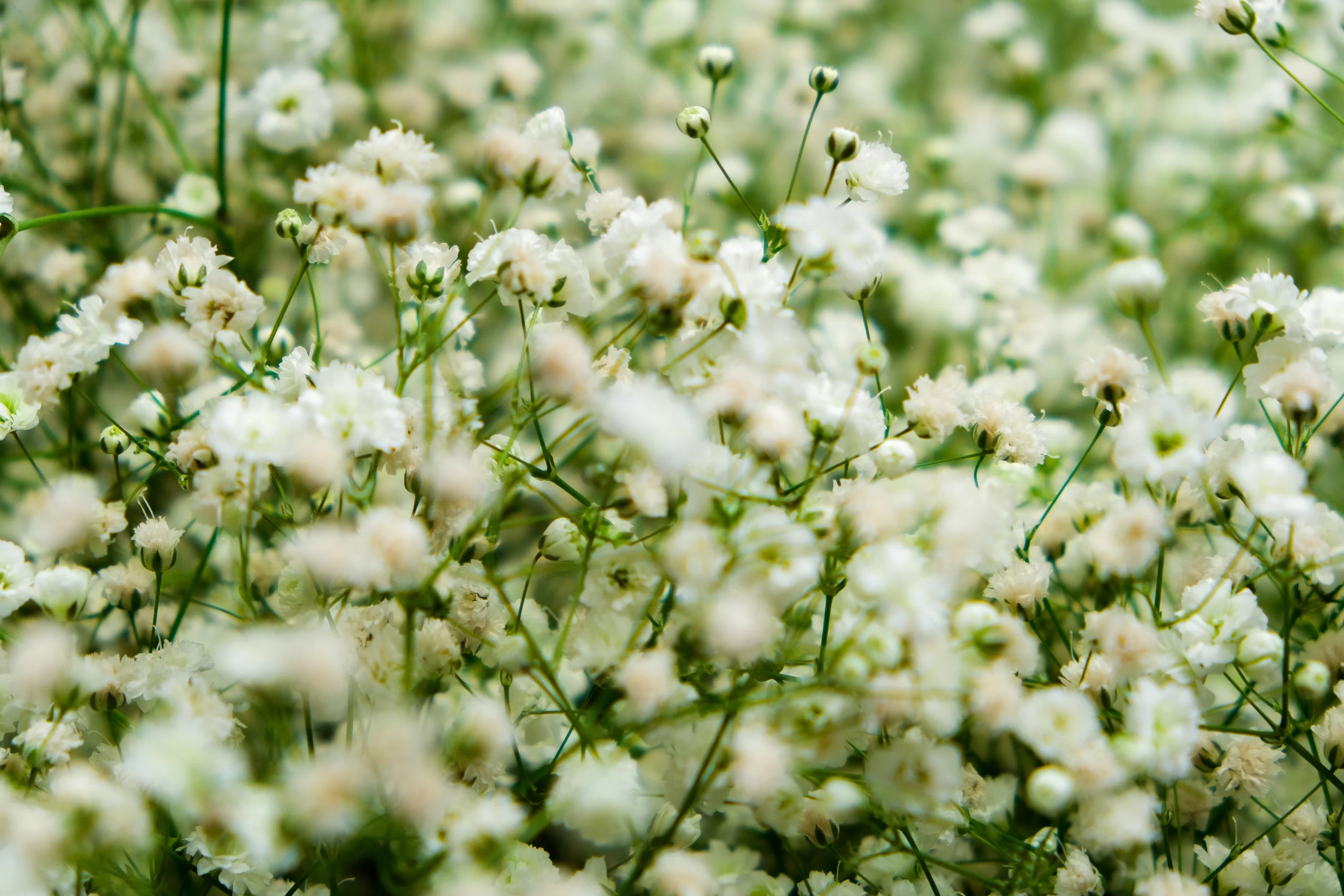 wholesale fresh gypsophila flowers