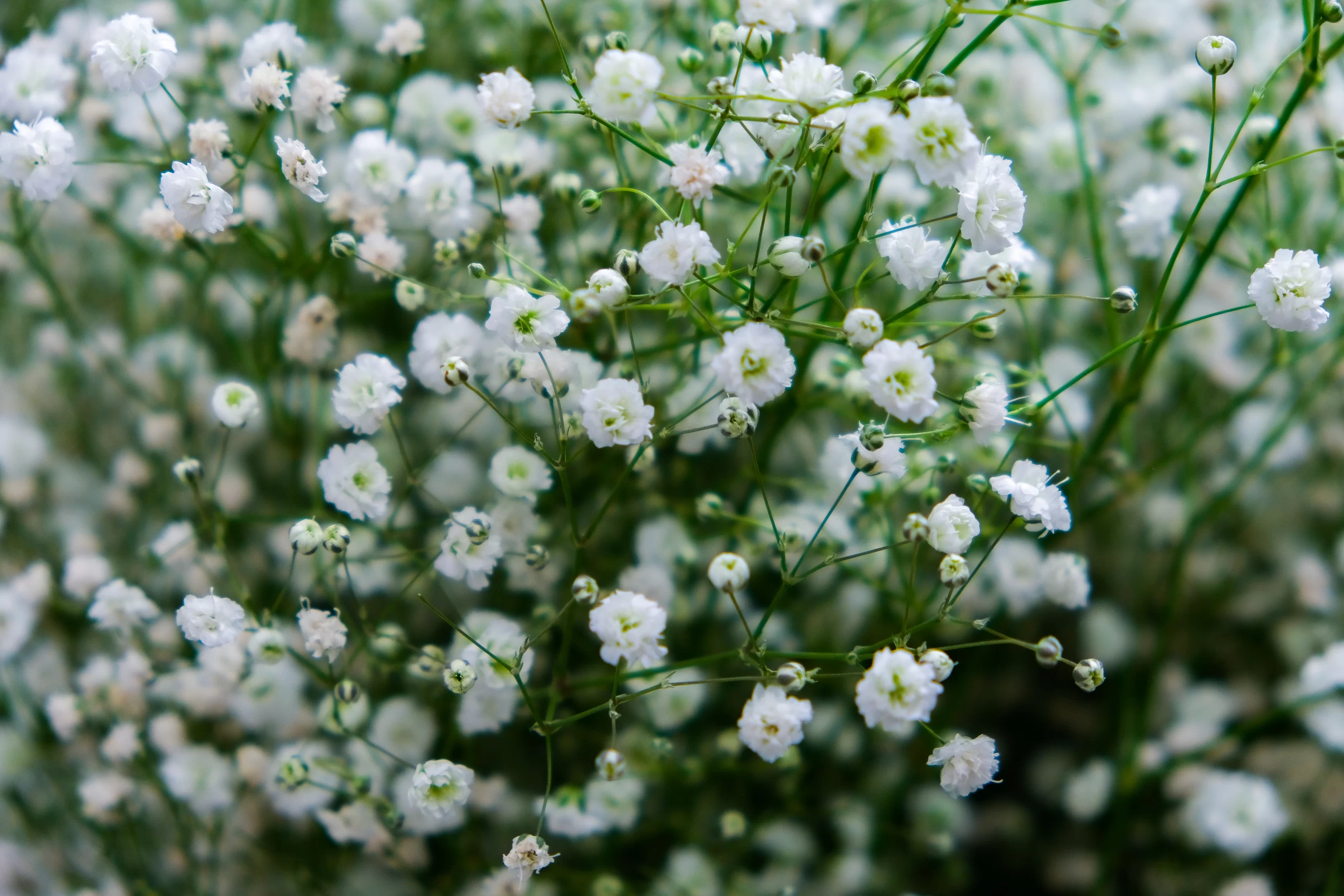 wholesale fresh gypsophila flowers