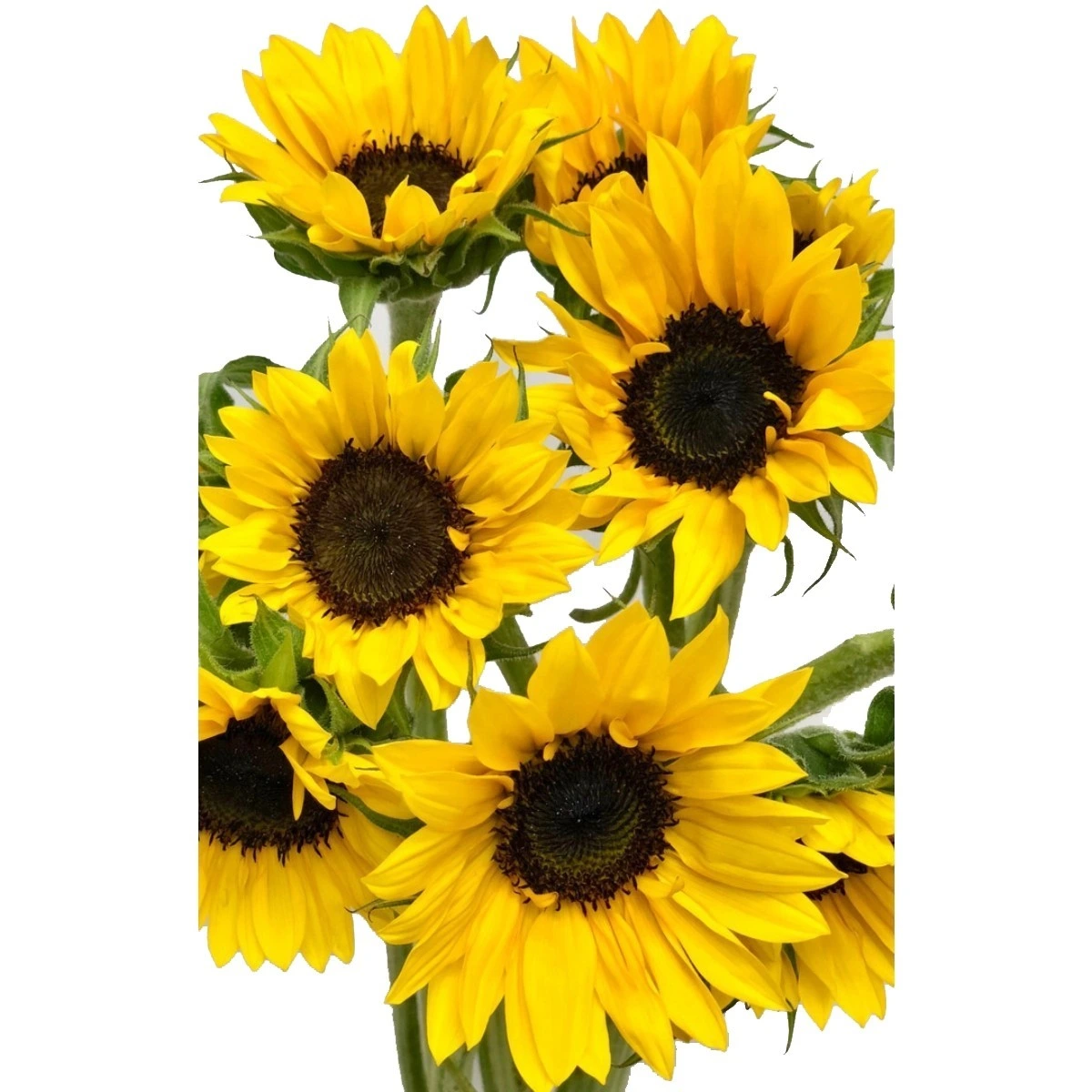 wholesale fresh sunflowers