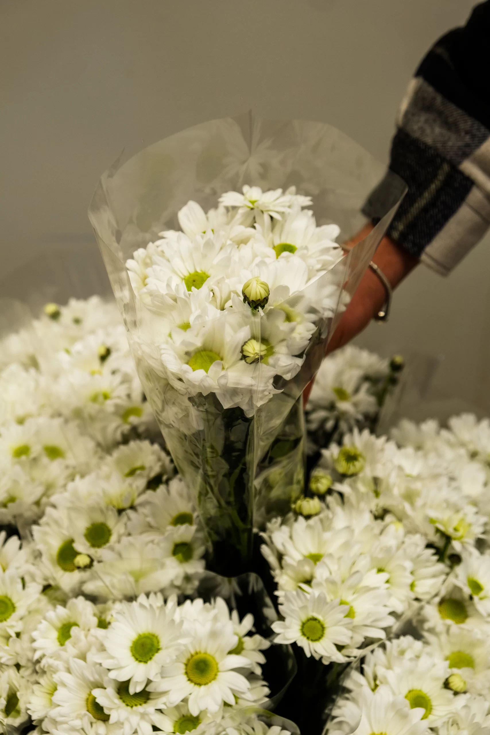 wholesale fresh white chrysanthemum flowers