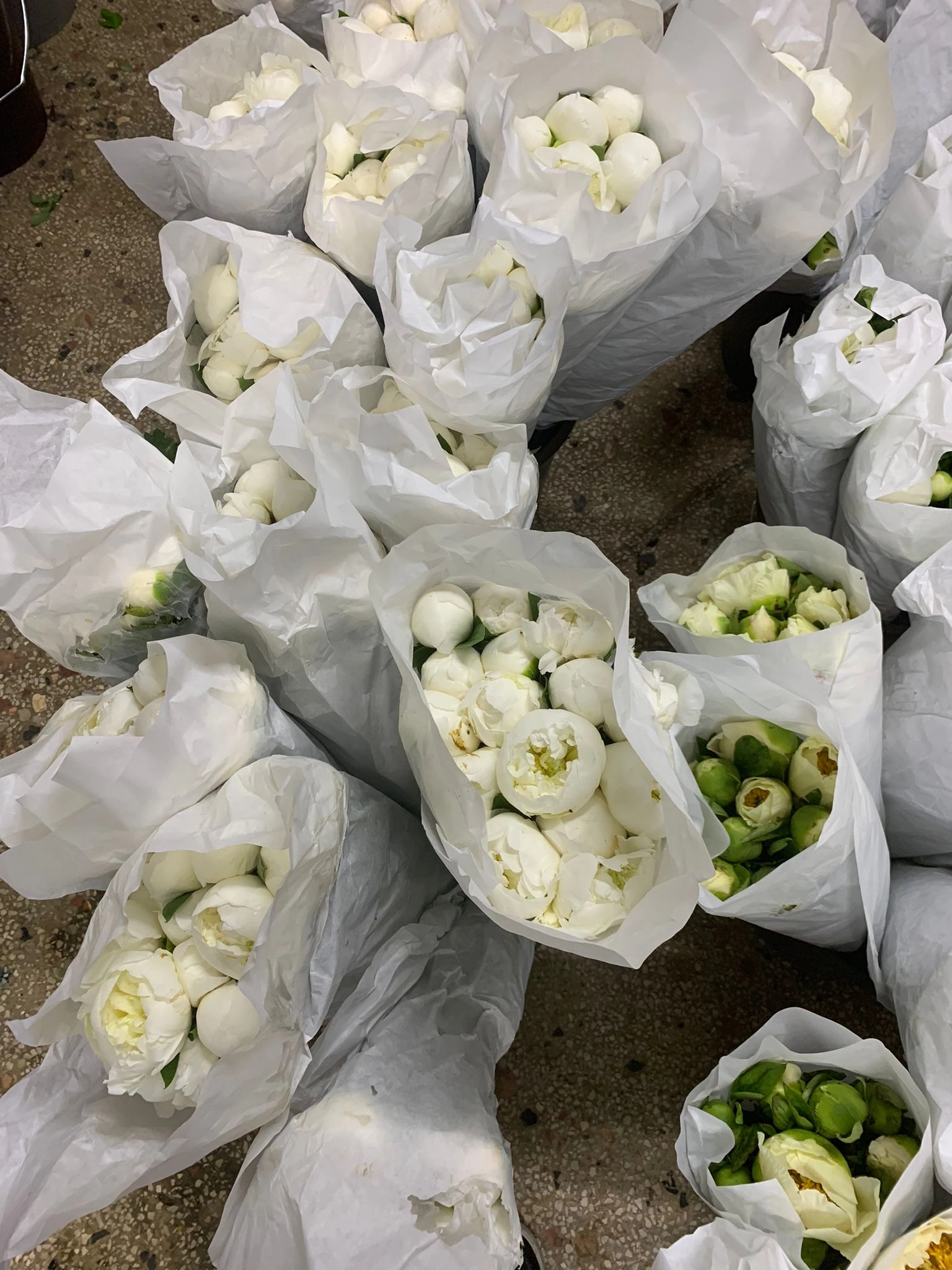 wholesale fresh white peonies turkey