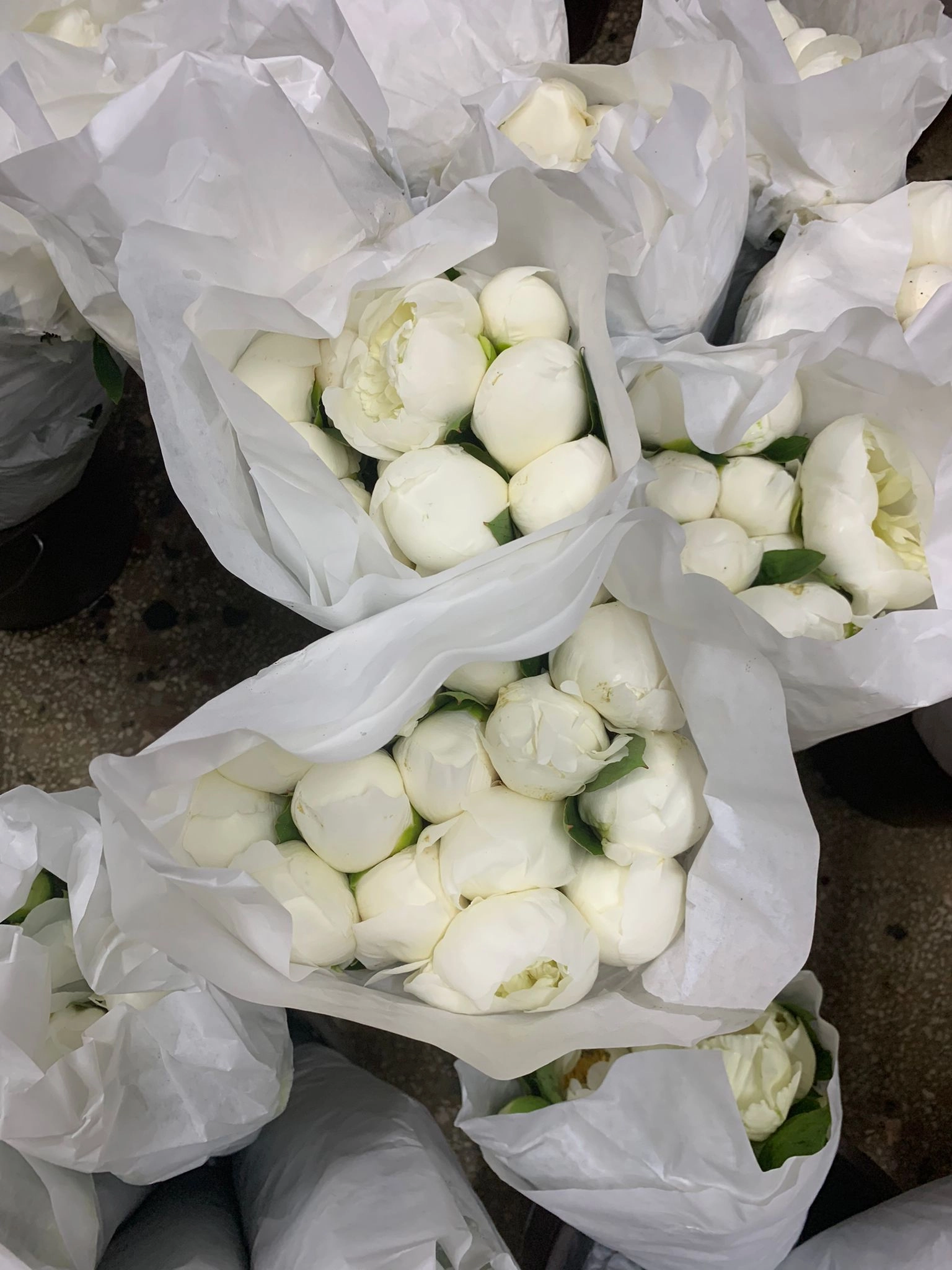 wholesale fresh white peony flower