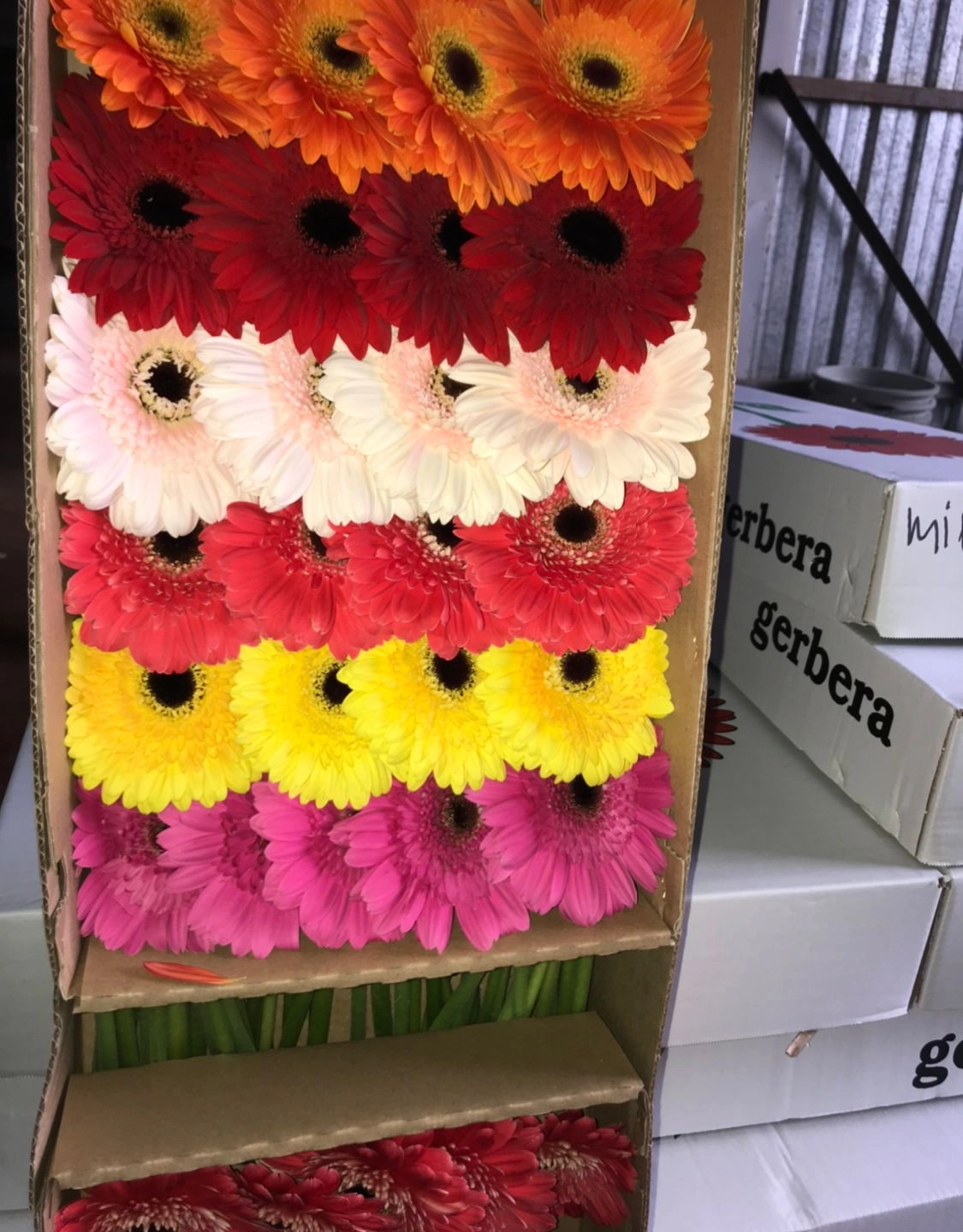 wholesale gerbera daisy flowers