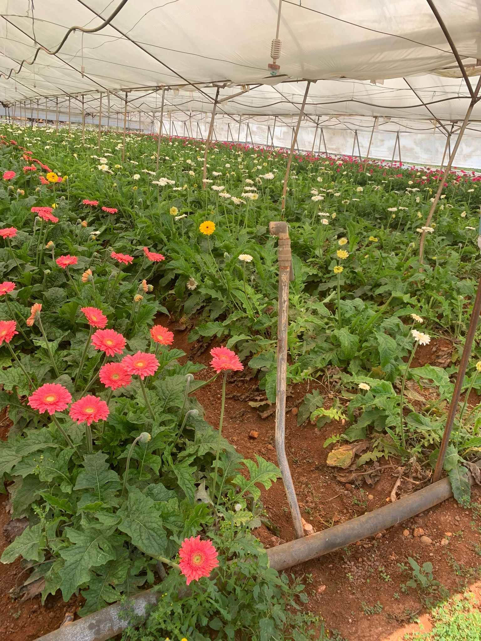 wholesale gerbera flowers