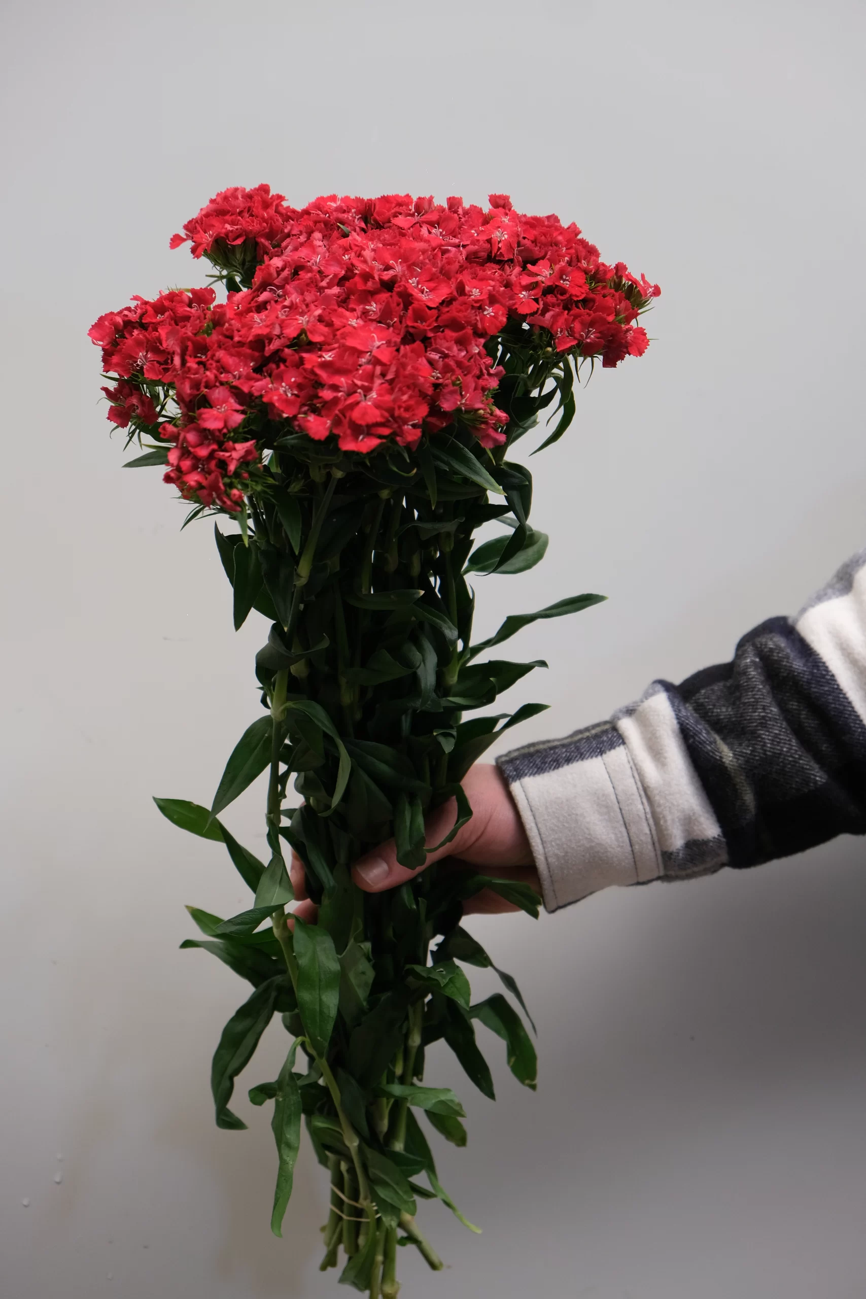 wholesale red sweet william flowers from turkey