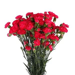 wholesale spray carnation flowers from turkey