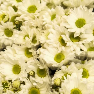 wholesale white chrysanthemum blooms