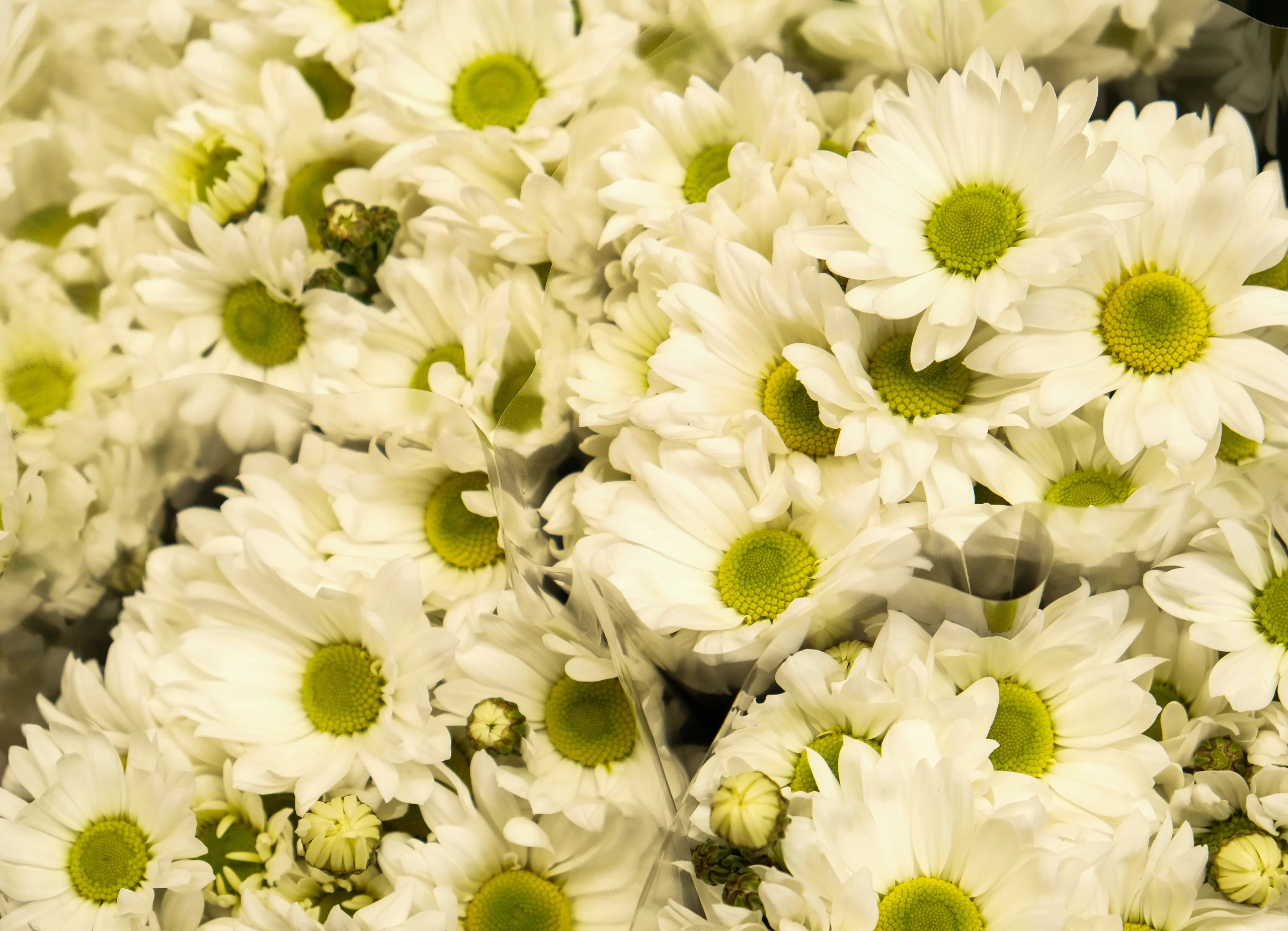 wholesale white chrysanthemum blooms