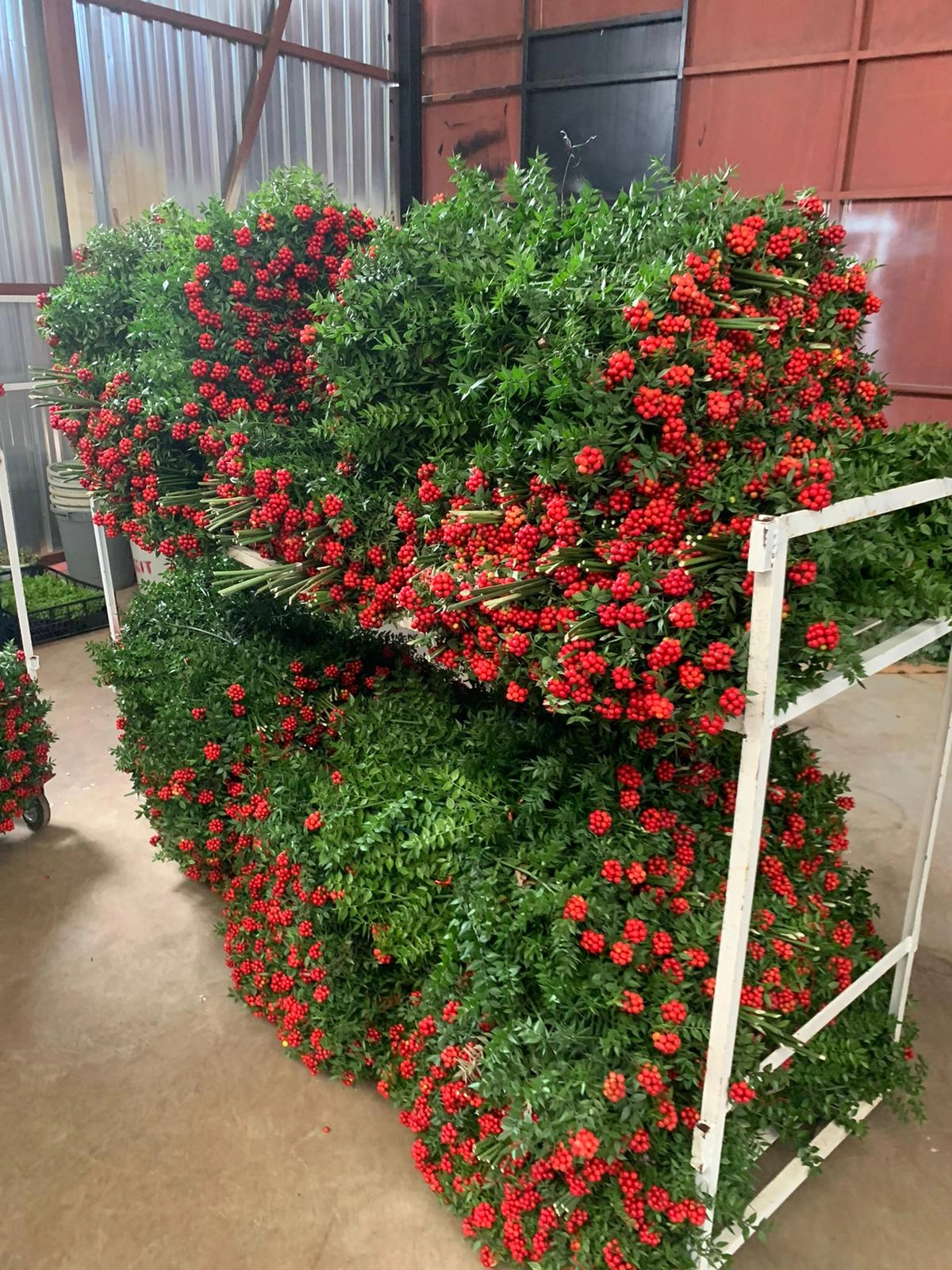 christmas red kokina flowers wholesale in bulk