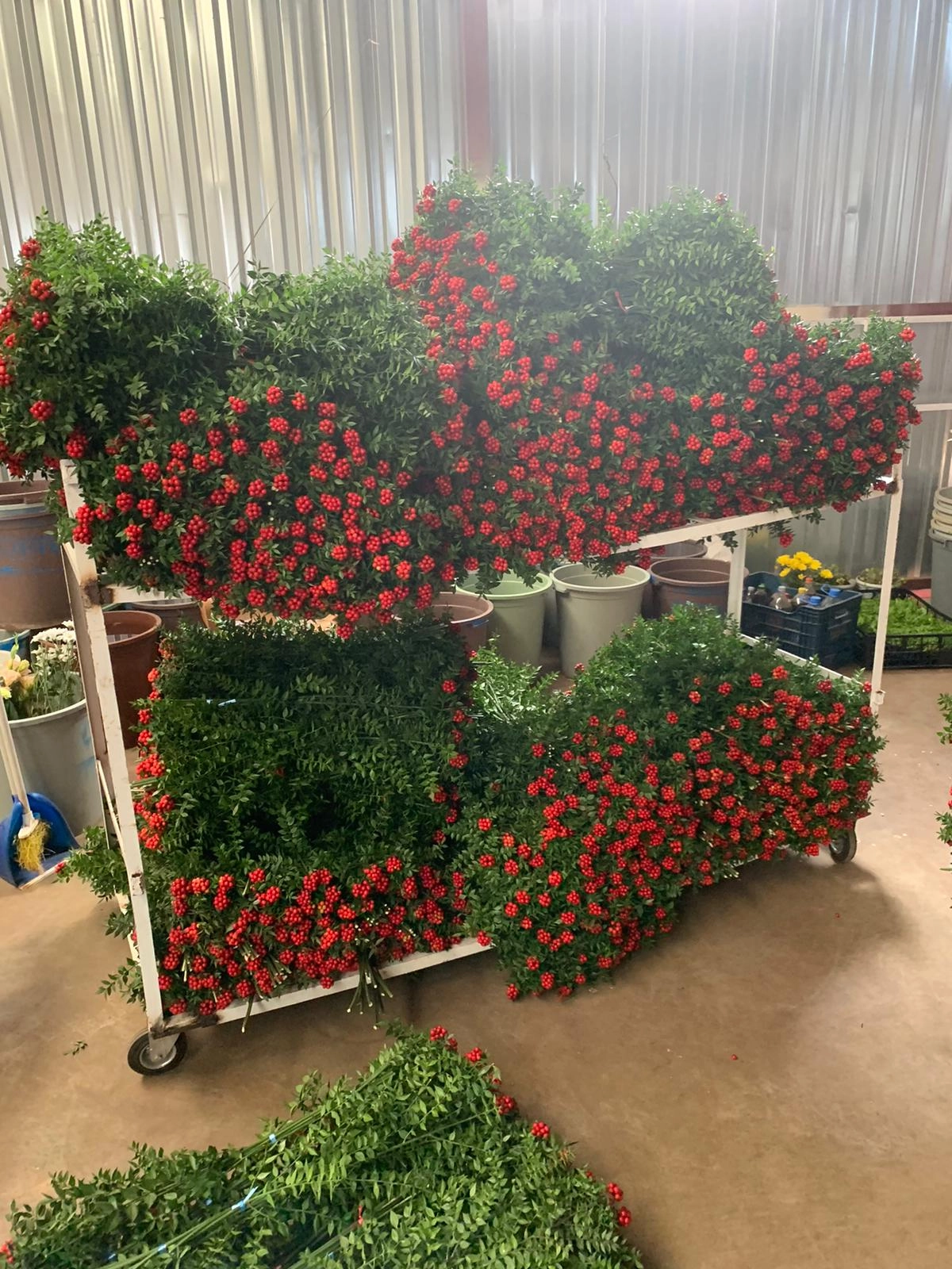 fresh wholesale kokina christmas flowers